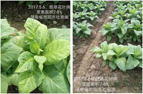 魚小鈦蛋白 美國有機認證，全水溶粉劑魚蛋白產品重磅來襲